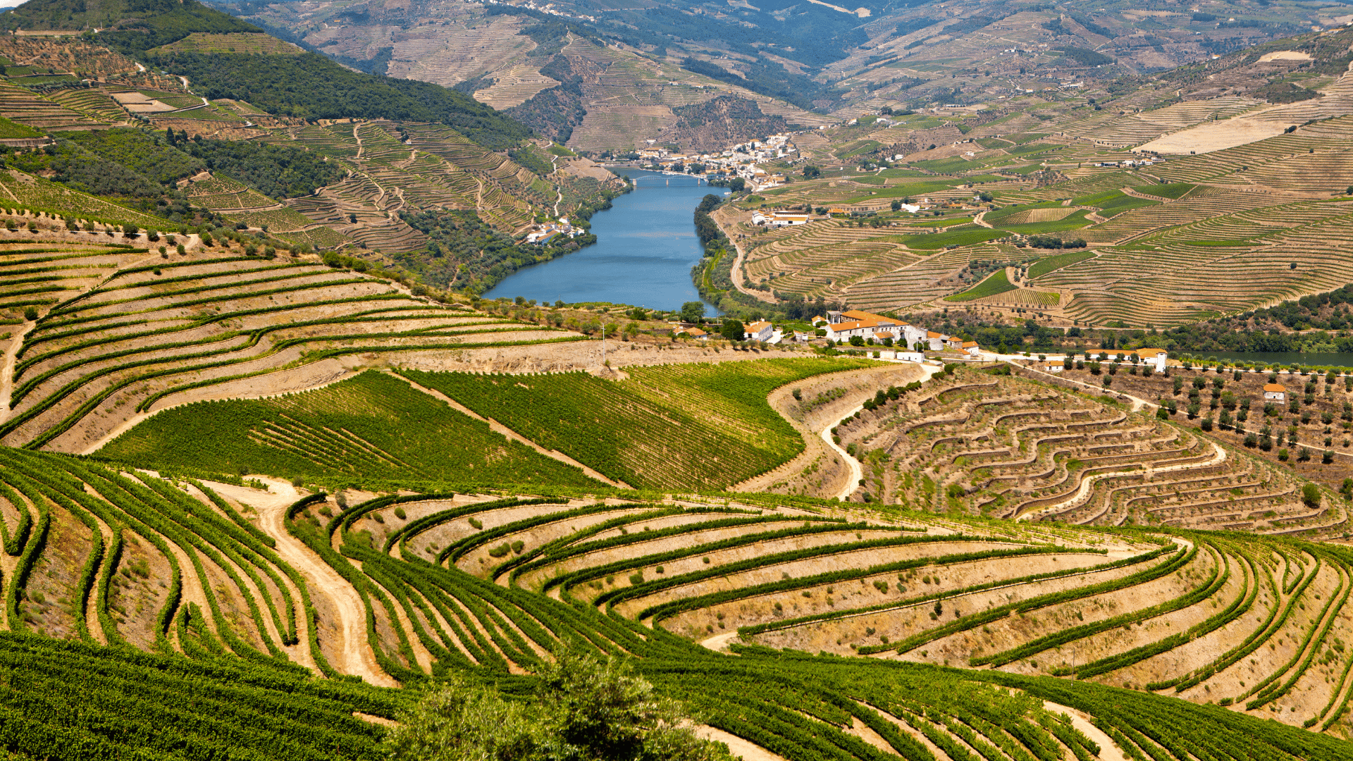 How Does Port Wine and White Wine Taste | Wine Tourism in Portugal